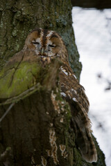 Tawny Owl
