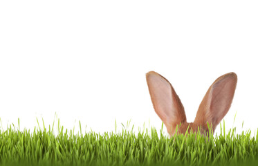 Cute Easter bunny hiding in green grass on white background
