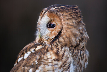 Tawny Owl
