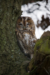 Tawny Owl