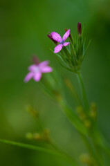 Deptford Pink from the side