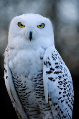 Snowy Owl