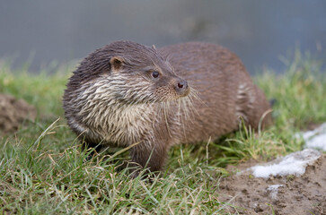 European Otter