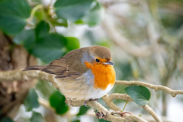 Fototapeta premium Robin looking alert in a tree on a cold winters day