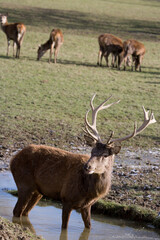 Red Deer