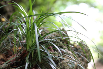 石灰岩の上に生える草