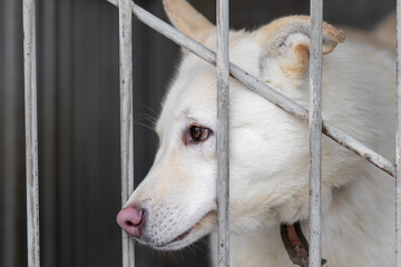A white dog, a cross with a husky, pokes its muzzle through the bars of the cage. Homeless dog at the shelter with a sad look. The look of an animal with brown eyes. Close-up. Portrait.