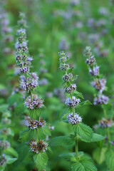 Blooming sprigs of real mint in the summer garden
