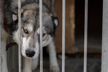 The dog in the cage shelter stands behind the bars and looks out. A portrait of a wolf-like dog in gray-white color with yellow-orange eyes. The animal is locked.