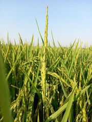 The green rice field gives a feeling of freshness.