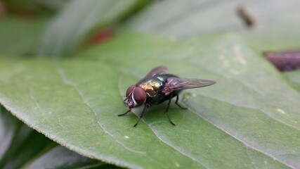 fly on leaf