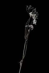 Dried dead umbrella plant flower isolated on black background. Sample of a flower in oriental style with pastel colors.