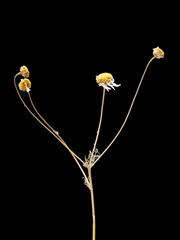 Dried dead chamomile flower isolated on black background. Sample of a flower in oriental style with pastel colors.