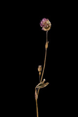 Dried dead clover flower isolated on black background. Sample of a flower in oriental style with pastel colors.