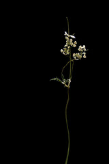 Dried dead flower spirea isolated on black background. Sample of a flower in oriental style with pastel colors.