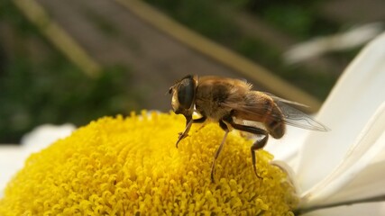 bee on yellow flower