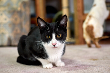 Selective focus shot of a black and white cat lying on the floor