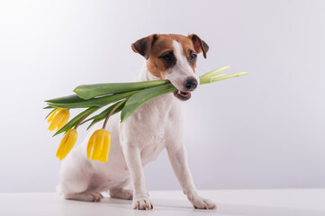 Portrait of a jack russell terrier in a bouquet of yellow tulips in his mouth on a white background. Dog congratulates on International Women's Day