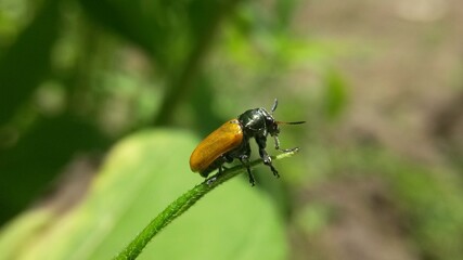 bug on a green leaf