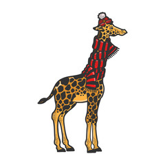 Giraffe neck is wrapped in scarf and winter hat color sketch engraving vector illustration. T-shirt apparel print design. Scratch board imitation. Black and white hand drawn image.