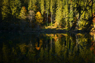 reflection of trees in water