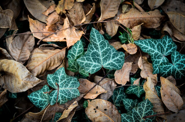 leaves background