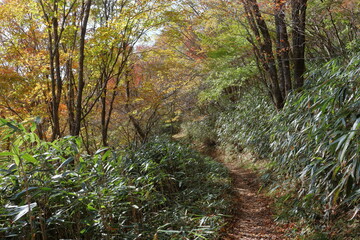 天狗高原　森林セラピー　紅葉　（四国カルスト）