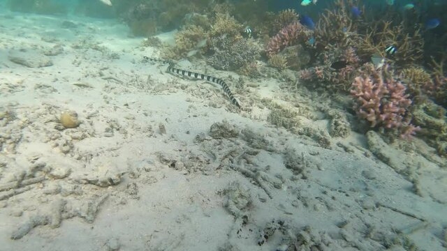 A sea snake, (banded sea krait, or yellow-lipped sea krait) swimming and hunting underwater.