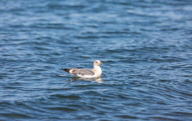 Black-tailed gull on the water