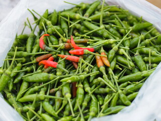 Green and red Thai pepper, Chilli Padi, Capsicum annuum, blooming in garden in plastic bag vegetable food