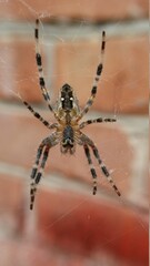 spider on the web
