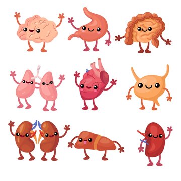 Funny human organs flat set for web design. Cartoon cute stomach, lungs, spleen, bladder, kidney and brain isolated vector illustration collection. Anatomy and internal biology for design concept