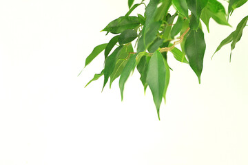 Ficus benjamin. Ficus leaves on a white background.