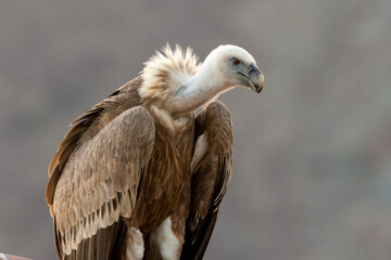 A close up of a large lappet-faced vulture or Nubian vulture (Torgos tracheliotos) perched.