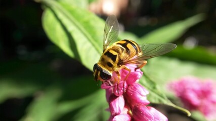 bee on pink flower