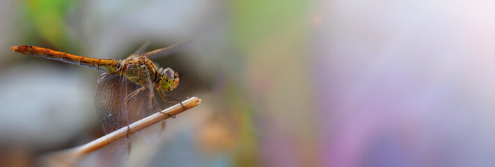 dragonfly on a twig in the sun