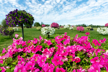 Scenic view of beautiful city park with green grass lawn mwadow and many bright blooming petunia flowers in pots and hanged on pole. Landscaping design and ornamental garden. Seasonal plants blossom