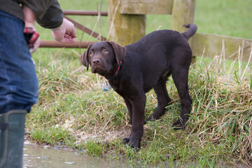 Labrador puppy