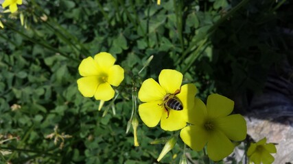 Oxalis plant yellow flowers. A honey bee on one of them