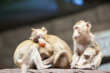 Three monkeys resting together indoor, Selective focus