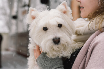 Nice laughing girl hugging adorable white dog with funny cute emotions.