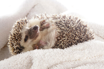 African Pygmy Hedgehog