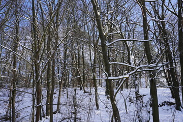 Weißer Wald im Winter bei blauem Himmel und Sonnenschein
