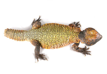 Obraz premium Dabb Lizard