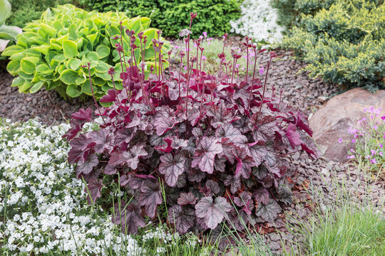 Heuchera burgundy in a flower arrangement on an alpine hill.Сoncept of the selection of ornamental plants for garden landscaping.
