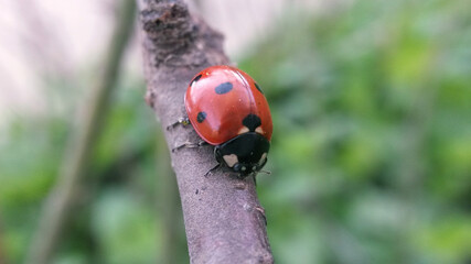 ladybug on a branch