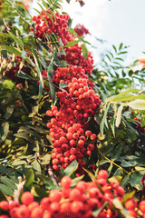 Obraz premium Rowan berry tree in the beautiful sunset rays casting shadows.