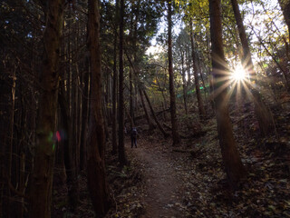 sun rays in the forest