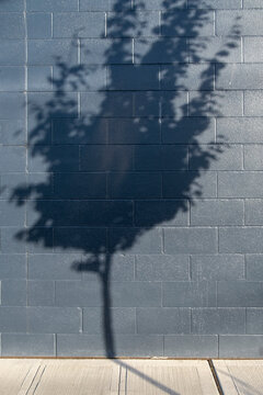 Tree shadow on a building wall