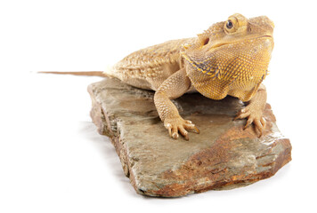 Bearded Dragon